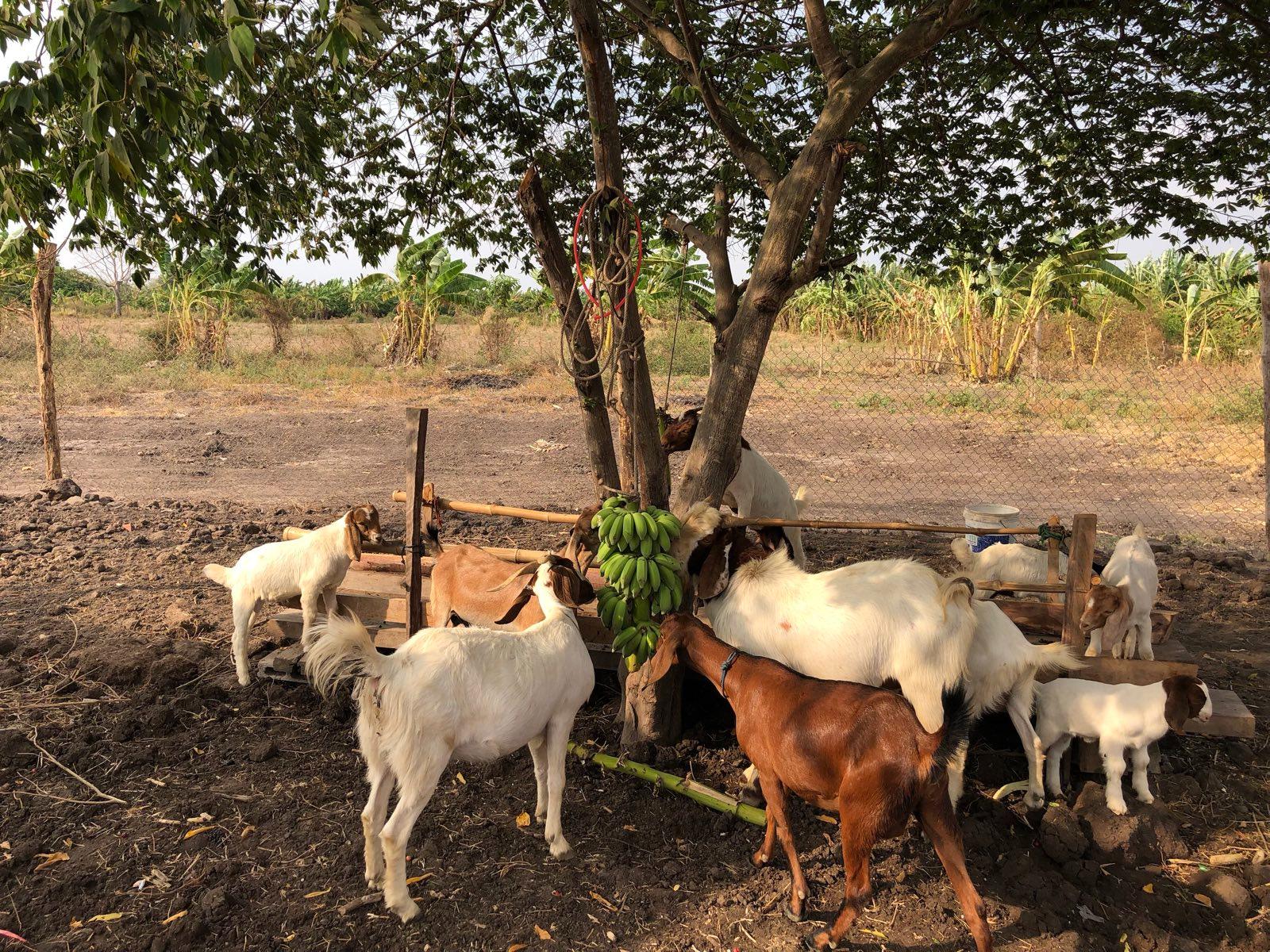 Animals and Agriculture - Image 3